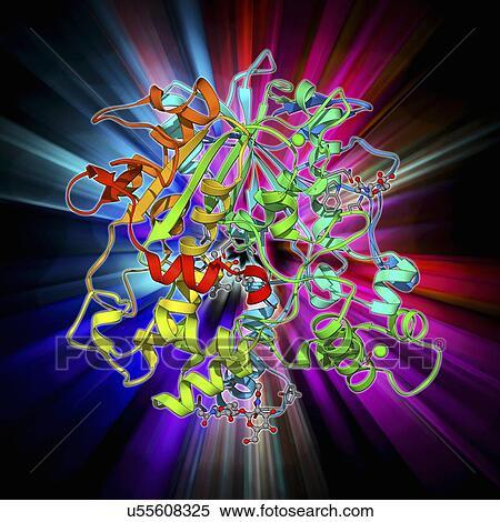 Stock Illustration - Lipase molecule. Fotosearch