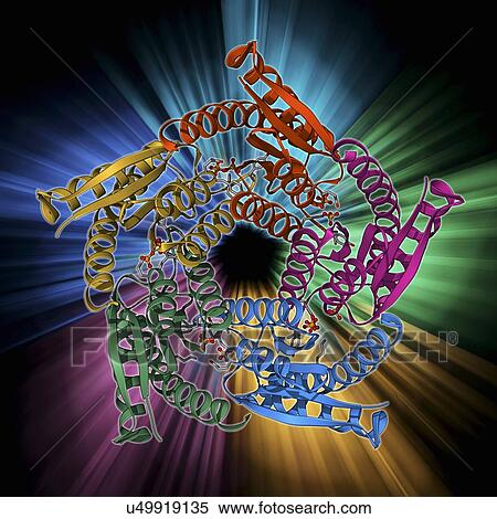 Stock Illustration - Lumazine synthase molecule. Fotosearch