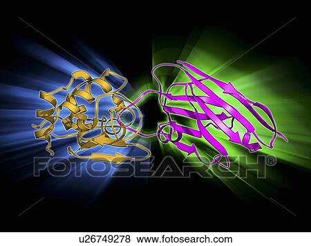 Stock Illustration - Lysozyme complexed with antibody. Fotosearch