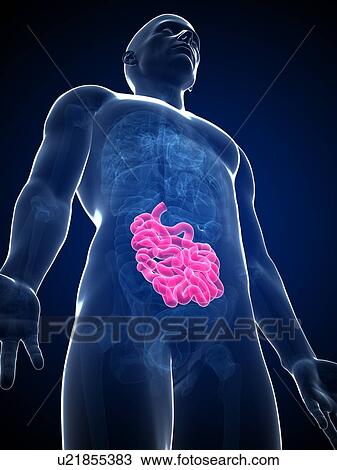 Drawing - Male intestine, artwork. Fotosearch