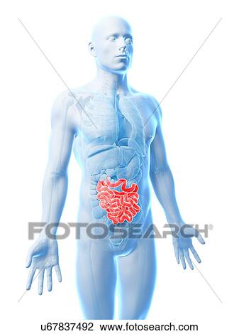 Male intestine, artwork View Large Illustration Drawing - Male intestine, artwork. Fotosearch