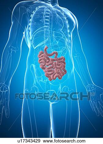Stock Illustration - Male intestine, artwork. Fotosearch