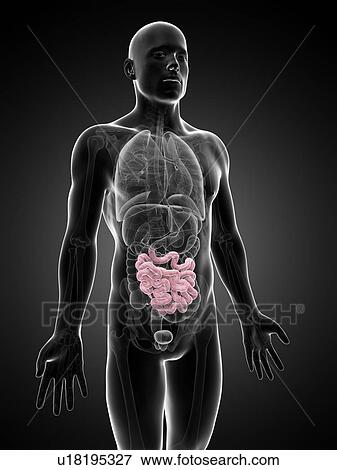 Stock Illustration - Male intestine, artwork. Fotosearch