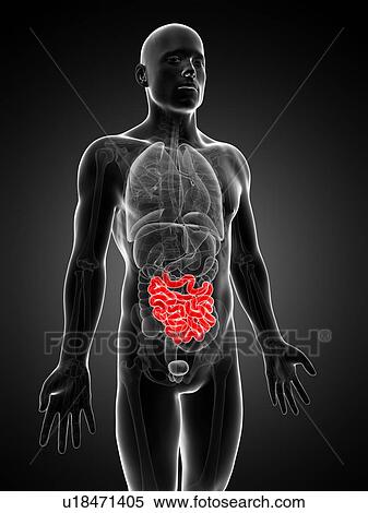 Male intestine, artwork View Large Illustration Stock Illustration - Male intestine, artwork. Fotosearch