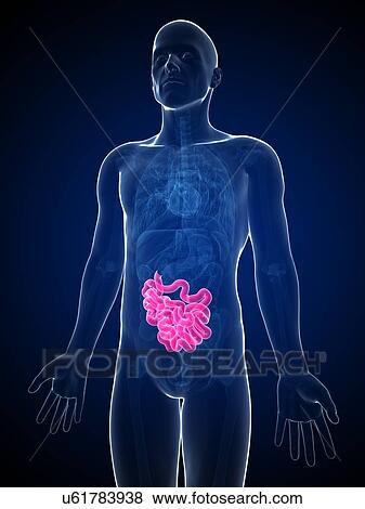 Male intestine, artwork View Large Illustration Stock Illustration - Male intestine, artwork. Fotosearch