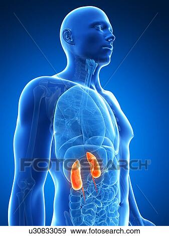 Male kidney failure, artwork View Large Illustration Stock Illustration - Male kidney failure, artwork. Fotosearch