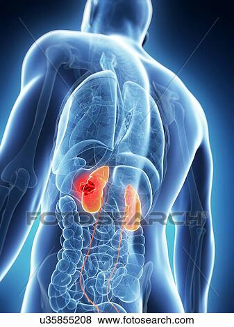 Stock Illustration - Male kidneys, artwork. Fotosearch
