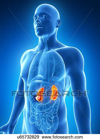 Stock Illustration - Male kidneys, artwork. Fotosearch