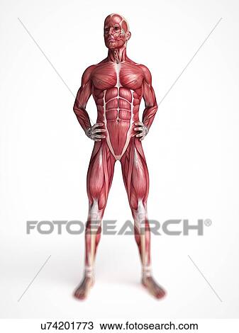 Male muscular system, artwork View Large Illustration Drawing - Male muscular system, artwork. Fotosearch