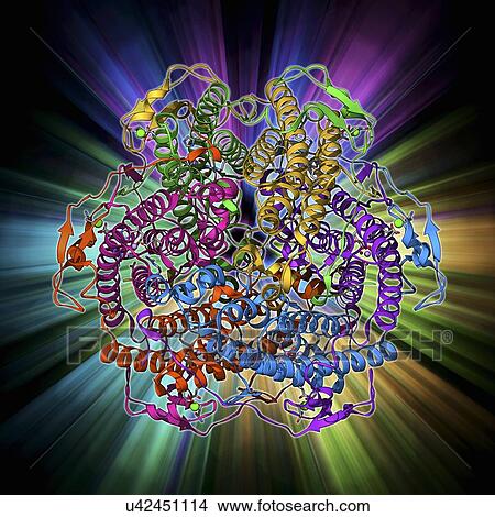 Stock Illustration - Manganese catalase enzyme molecule. Fotosearch