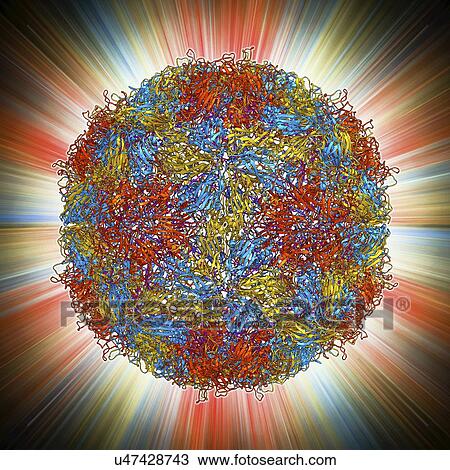 Drawing - Mengovirus capsid, molecular model. Fotosearch