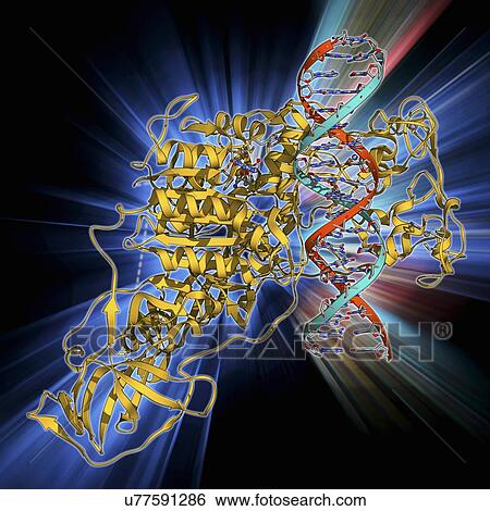 Stock Illustration - Methyltransferase complexed with DNA. Fotosearch
