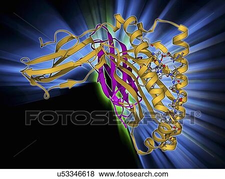 Stock Illustration - MHC protein-antigen complex. Fotosearch