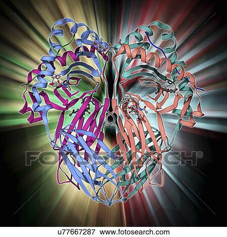 Stock Illustration - MHC protein complexed with flu virus. Fotosearch