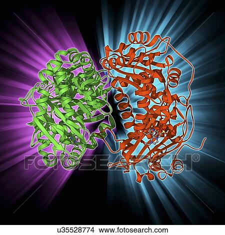 Mitochondrial processing peptidase View Large Illustration Stock Illustration - Mitochondrial processing peptidase. Fotosearch