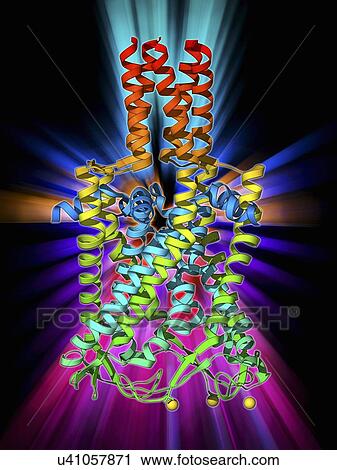 Mscl イオン チャンネル タンパク質 構造 クリップアート U Fotosearch