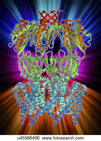 Stock Illustration - MscS ion channel protein structure. Fotosearch