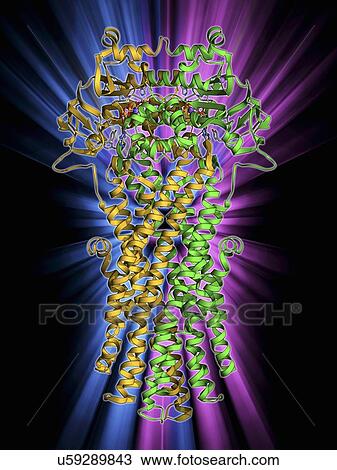 Drawing - Multidrug transporter molecule. Fotosearch