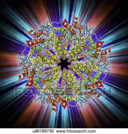 Clipart - Murine p97 protein molecule. Fotosearch