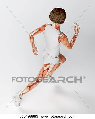 Drawing - Muscular system of runner, artwork. Fotosearch