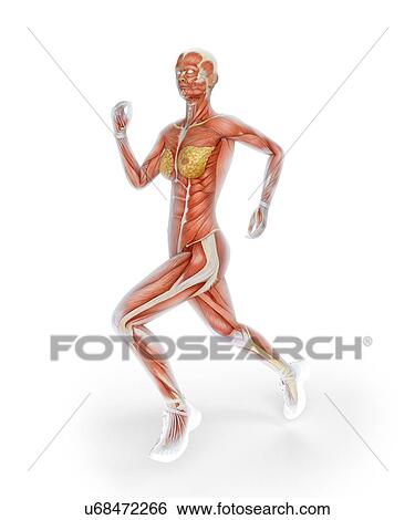 Stock Illustration - Muscular system of runner, artwork. Fotosearch
