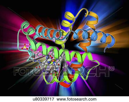 Myoglobin molecule View Large Illustration Stock Illustration - Myoglobin molecule. Fotosearch