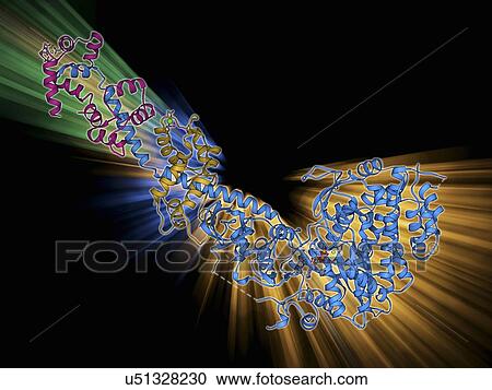 Clipart - Myosin fragment molecule. Fotosearch