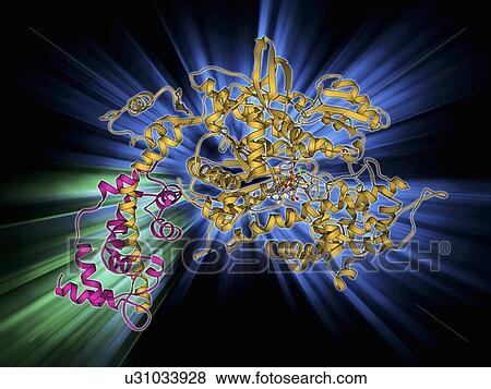 Stock Illustration - Myosin molecule. Fotosearch