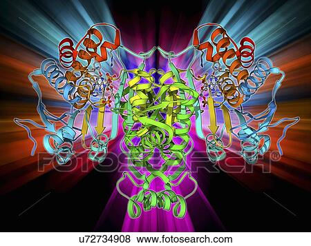 NADP-dependent isocitrate dehydrogenase View Large Illustration Stock Illustration - NADP-dependent isocitrate dehydrogenase. Fotosearch