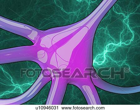 Clip Art - Nerve cell, artwork. Fotosearch
