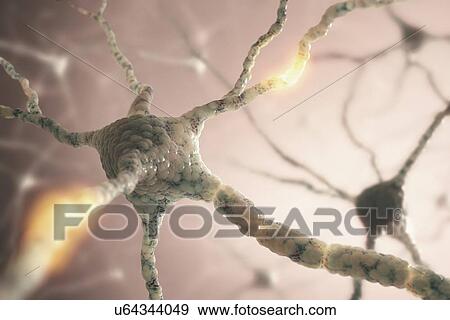 Nerve cell network, artwork View Large Illustration Stock Illustration - Nerve cell network, artwork. Fotosearch
