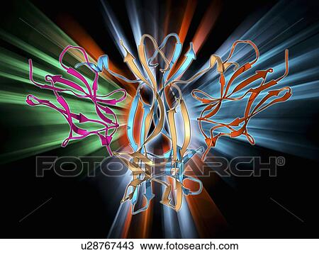 Nerve growth factor bound to receptor View Large Illustration Drawing - Nerve growth factor bound to receptor. Fotosearch