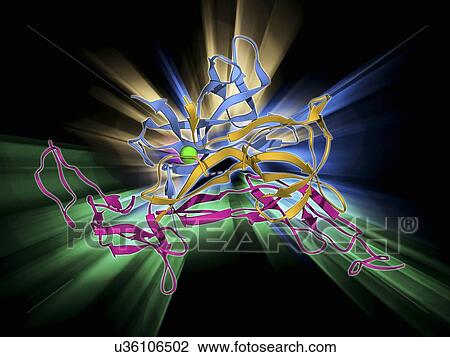 Nerve growth factor bound to receptor View Large Illustration Drawing - Nerve growth factor bound to receptor. Fotosearch