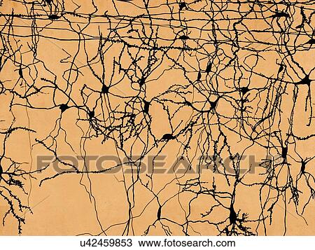 Drawing - Neuron network, artwork. Fotosearch