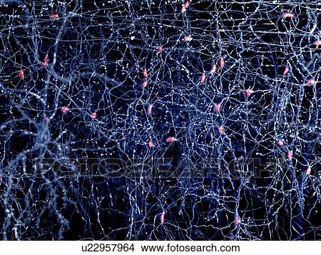 Stock Illustration - Neuron network, artwork. Fotosearch