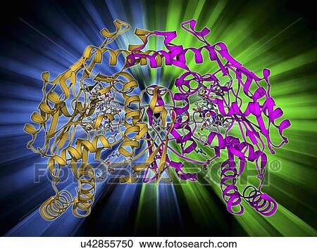 Clipart - Nitric oxide synthase molecule. Fotosearch
