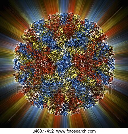 Norwalk virus capsid, molecular model View Large Illustration Drawing - Norwalk virus capsid, molecular model. Fotosearch
