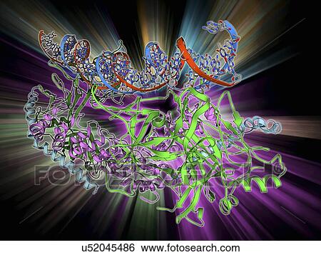 Stock Illustration - Notch transcription complex. Fotosearch