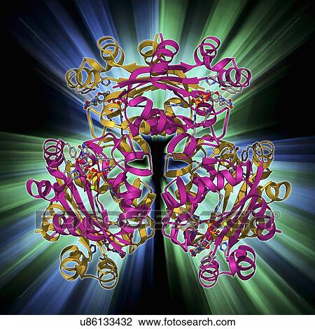 Drawing - Nucleoside diphosphate kinase molecule. Fotosearch