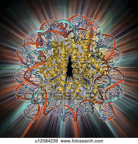 Stock Illustration - Nucleosome molecule. Fotosearch