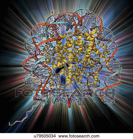 Stock Illustration - Nucleosome molecule. Fotosearch