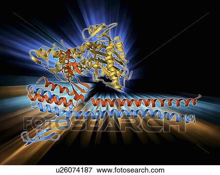 Stock Illustration - Nucleotide exchange factor. Fotosearch