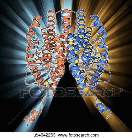 Drawing - Oestrogen receptor and oestradiol. Fotosearch