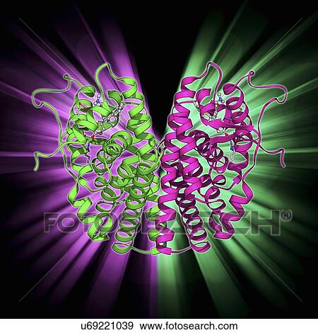 Stock Illustration - Oestrogen receptor and tamoxifen drug. Fotosearch