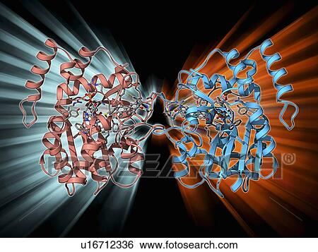 Oestrogen sulfotransferase molecule View Large Illustration Stock Illustration - Oestrogen sulfotransferase molecule. Fotosearch