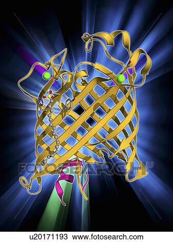 Drawing - Outer membrane phospholipase A molecule. Fotosearch