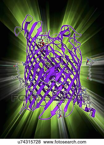 Stock Illustration - Outer membrane receptor protein molecule. Fotosearch