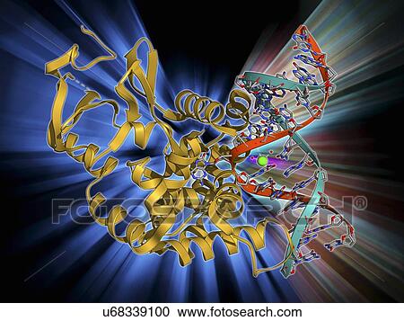 Oxoguanine glycosylase complex View Large Illustration Clipart - Oxoguanine glycosylase complex. Fotosearch