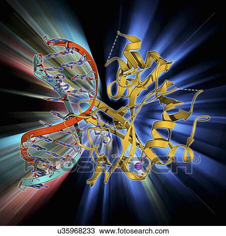 Oxoguanine glycosylase complex View Large Illustration Drawing - Oxoguanine glycosylase complex. Fotosearch
