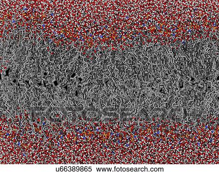 Stock Illustration - Palmitoyloleoyl PE lipid bilayer. Fotosearch